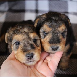 Airedale Terrier, Lakeland Terrier, and Welsh Terrier Puppies from Anne's Pups