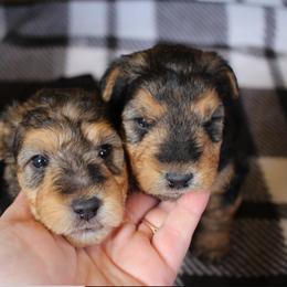 Airedale Terrier, Lakeland Terrier, and Welsh Terrier Puppies from Anne's Pups