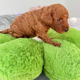Archie - Red  male Poodle puppy in Beaverton, Oregon from Teddy toy poodle house