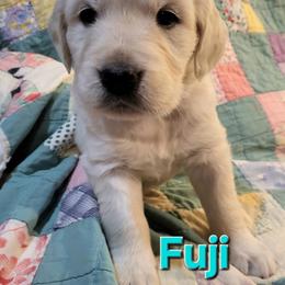 Golden Retriever Puppies from LOMAH Retrievers