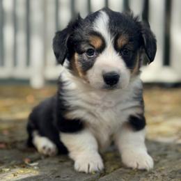 Dahlia (fluffy) - Black and tan female American Corgi puppy in East Oakdale, California from Rhettro Kennels