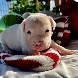 Ranger - White male Boxer puppy in Lago Vista, Texas from Love and Loyalty Boxers