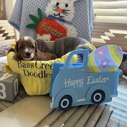 Durango - Red  male Goldendoodle puppy in Chino Valley, Arizona from Bass Creek Doodles