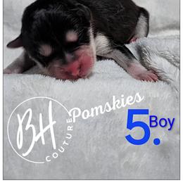 Thorn - Black and white male Pomsky puppy in Norfolk, Virginia from 'Brick'House Couture Pomskies