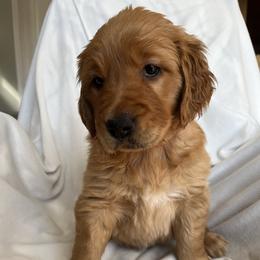 Red Male - Dark golden male Golden Retriever puppy in Fenton, Missouri from Thoroughmark Retrievers