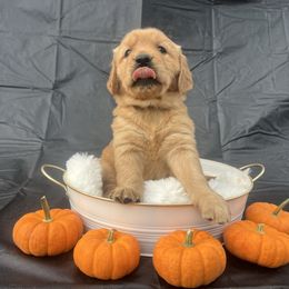 Miss Koi - Golden female Golden Retriever puppy in Knoxville, Tennessee from Jack and Ginger’s Goldens