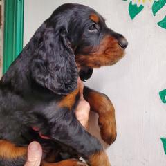 Boy 1 - Black and tan male Gordon Setter puppy in Milton, Florida from Katherine's Golden Retrievers, Gordon Setters, and English Setters