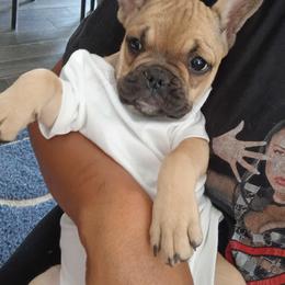 Tinkerbell - Tricolors female French Bulldog puppy in Colorado from Imperial Frenchies of Colorado
