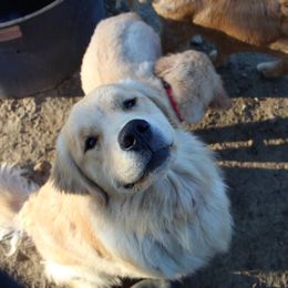 Golden Retriever Puppies from OPK Goldens