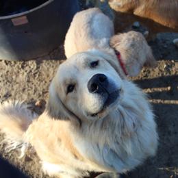 Golden Retriever Puppies from OPK Goldens