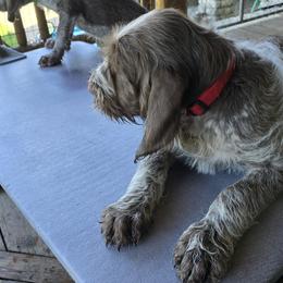 Gordon Setter and Spinone Italiano Puppies from Spinsetters