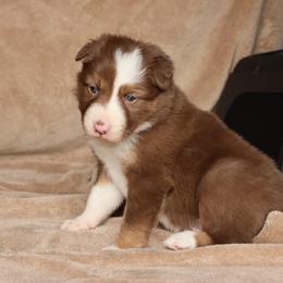 Dash - AKC Reg - Red male Border Collie puppy in Courtland, Alabama from C Bar C Ranch Border Collies