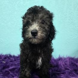 Dusk - Black male Poodle puppy in Neosho, Missouri from Star Light Pups