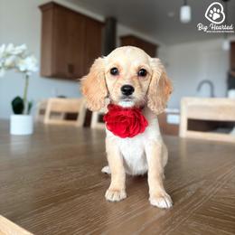 Jessie - Cream female Companion Cross puppy in Utah County, Utah from Big Hearted Breeders