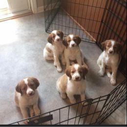 Brittany Puppies from Tail'Z End Kennels