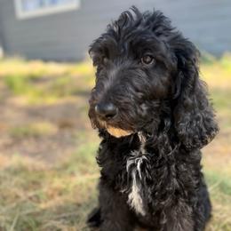 Loki - Black male Double Doodle puppy in Mineola, Texas from ETX Dandy Doodle