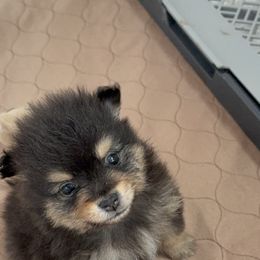 Pomeranians from Peapod Pomeranians