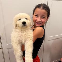 Purple Girl - White female Maremma Sheepdog puppy in Kings County, California from Prancing Pony Farm Maremma Sheepdogs
