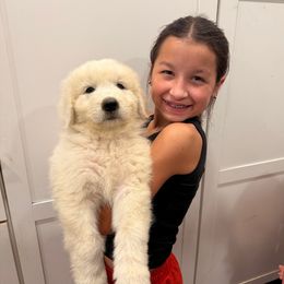 Purple Girl - White female Maremma Sheepdog puppy in Kings County, California from Prancing Pony Farm Maremma Sheepdogs