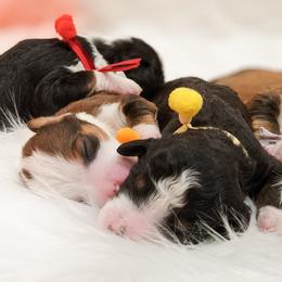 Bernedoodle, Goldendoodle, and Poodle Puppies from Teddy Doodles & Standard Poodles