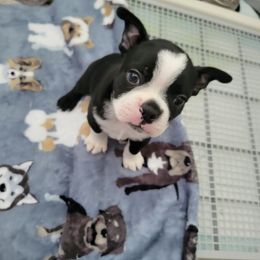 Boston Terrier All Grown Up from Remington's Chocolate Kisses