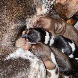 Dachshund Puppies from Drift & Dash Dachshunds
