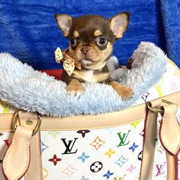 Dash - Chocolate and tan male Chihuahua puppy in Mesa, Arizona from Arizona Dream Chihuahuas