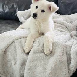 Berger Blanc Suisse Puppies from Moonlight Berger Blanc Suisses
