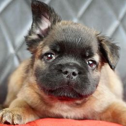 French Bulldogs from The Exotic Frenchie Lab