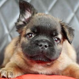 French Bulldogs from The Exotic Frenchie Lab