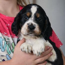 Lou Lou - Black white and tan female English Springer Spaniel puppy in Florida from Thunderbird Springers