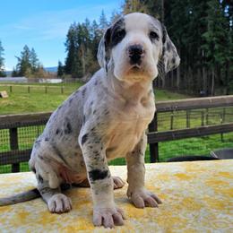 Patches - Mantle merle female Great Dane puppy in Castle Rock, Washington from Uber Alles Great Danes