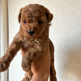 Stella - Red female Maltipoo puppy in Oklahoma City, Oklahoma from Red Okie Poos