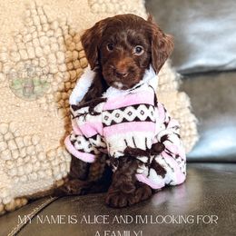 Alice - Chocolate female Goldendoodle puppy in Ocoee, Tennessee from Liberty Creek Farms