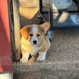 Charlie - Sable male Pembroke Welsh Corgi puppy in Millsap, Texas from Punchy Pembroke Ranch
