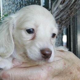Dachshund Puppies from Dreamheart Dachshunds