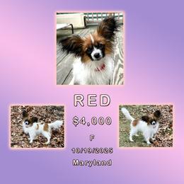 Red - White and sable female Papillon puppy in Oakland, Maryland from Holly Huxford