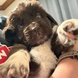 Trixie - Brown female Newfoundland puppy in Saukville, Wisconsin from Crossroads Canines ~ Newfoundland Dogs