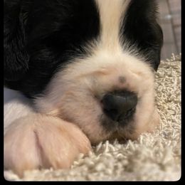 Saint Bernard Puppies from Fletchers Saints
