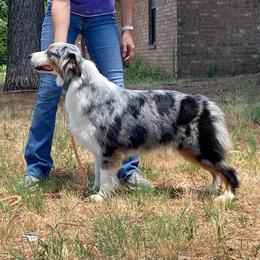 Winnie - Australian Shepherd