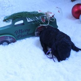 Mocha - Black female Goldendoodle puppy in Arlington, Texas from Chambers Doodle Patch