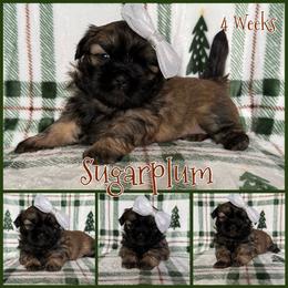 Sugarplum - Sable female Shih Tzu puppy in Yelm, Washington from Lala's All Star Shih Tzu
