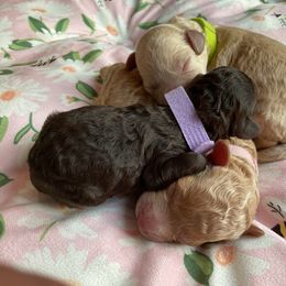Poodle puppies from Imperial Poodles LLC
