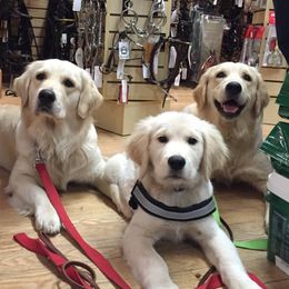 Golden Retrievers from Pauline Hoegler's Golden Retrievers