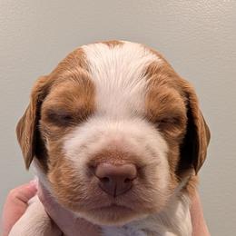Ruger - Orange roan male Brittany puppy in Hollidaysburg, Pennsylvania from Royal Flush Farms