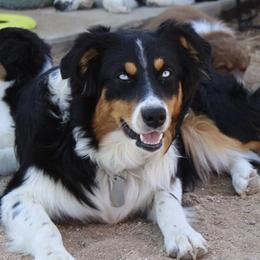 Indy - Australian Shepherd