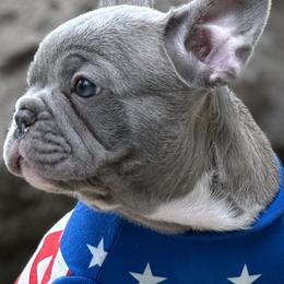 French Bulldogs from BlueCairo Frenchies