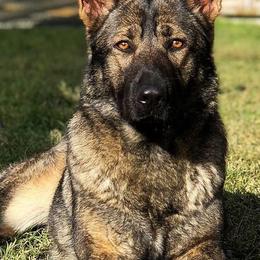 German Shepherds from Rugueux K9