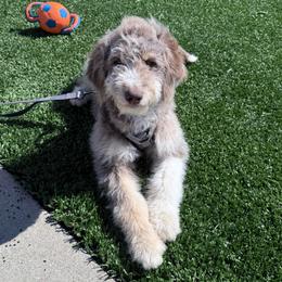 Fern - Brown and white female Aussiedoodle puppy in Buffalo, Illinois from Pear Tree Pups