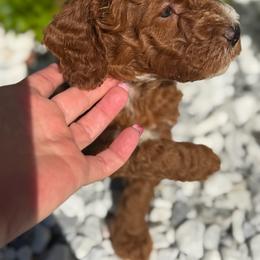 Waylon - Red  male Goldendoodle puppy in Nashville, Tennessee from Tumbling Creek GoldenDoodles